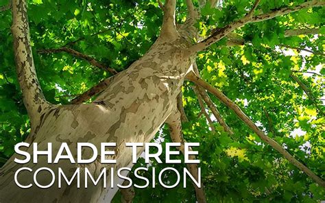 Council Accepting Applicants For Shade Tree Commission City Of Hilliard