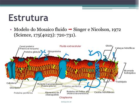 Membrana plasmática e transporte Bioloja