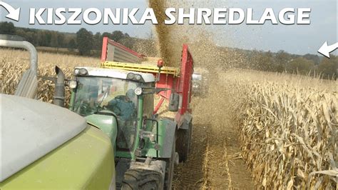 Oporowe koszenie kukurydzy na kiszonkę formą shredlage Claas Fendt