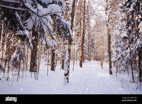 Winter In Spruce Forest Spruces Covered With White Fluffy Snow Ski