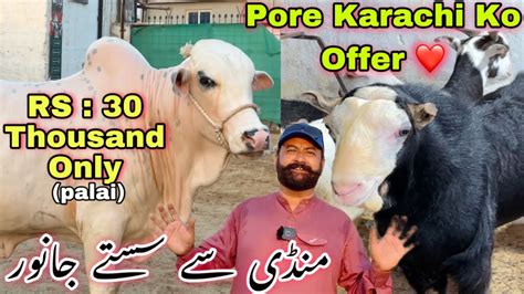 Nadeem Bhai Ne Pher Se Sale Laga Di Mandi Se Sasta Janwer Qurbani