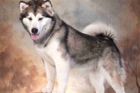 Alaskan Malamute Puppies For Sale