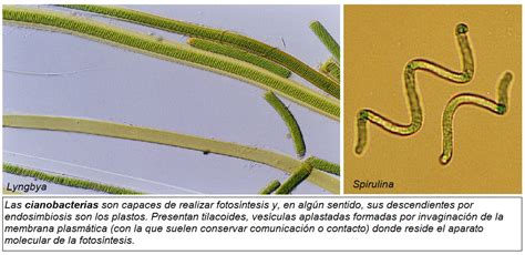 DOMINIO EUBACTERIA BIOLOGÍA y GEOLOGÍA