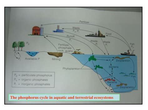 PPT - Phosphorus Cycle PowerPoint Presentation - ID:5527382