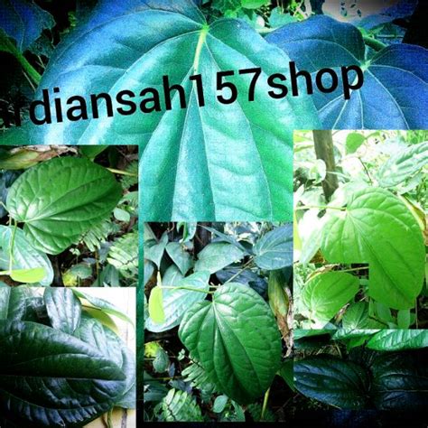 Jual Daun Sirih Kg Super Segar Daun Sirih Segar Daun Sirih Shopee