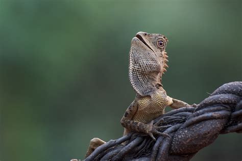 Lagarto Drag N Del Bosque Trepando En La Rama De Un Rbol Foto Premium