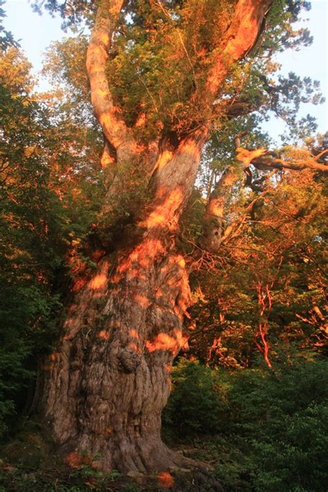 The First Light Of Dawn Ancient Tree Cedar Trees One Light