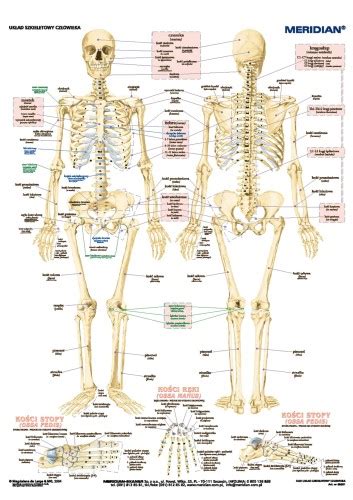 DUO Układ szkieletowy człowieka Sklep internetowy Edulex