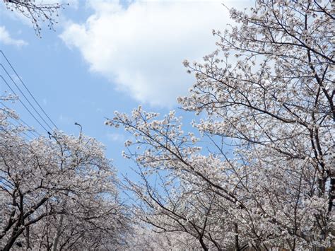 하동벚꽃 실시간327 만개쌍계사십리벚꽃길 드라이브 ت 네이버 블로그