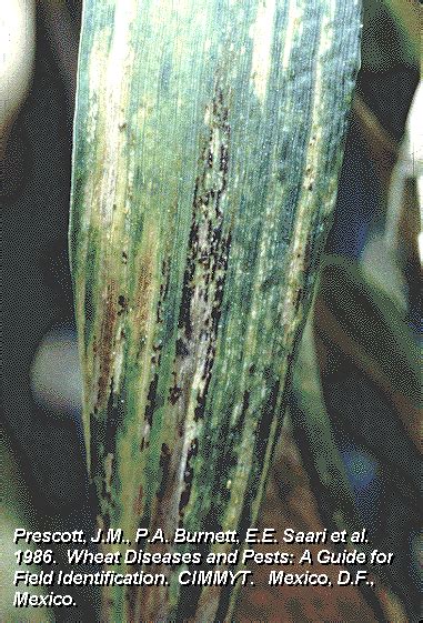 Guide To Wheat Diseases And Pests