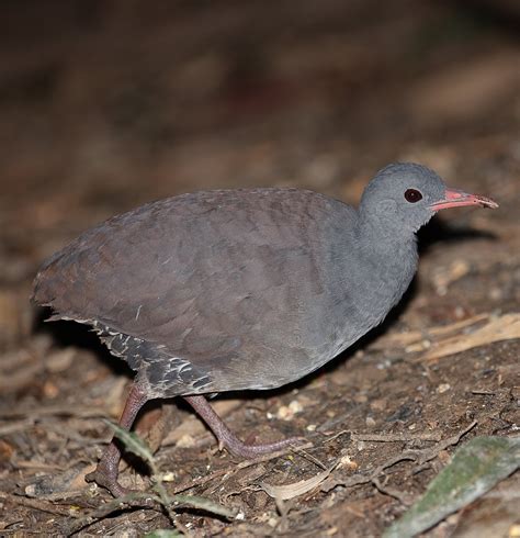 Foto Inhambu Chint Crypturellus Tataupa Por Rogerio Knebel Wiki