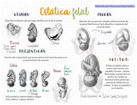 Estática Fetal Dra Nana Udocz