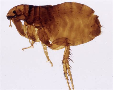 Fleas & the Reality of Home Infestations - No Bugs