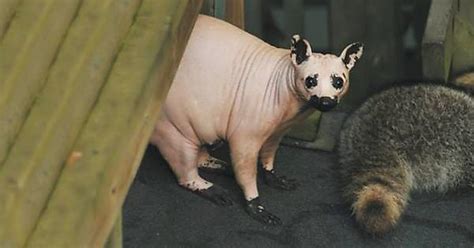 A Hairless Raccoon Not Sure If Cute Or Terrifying Imgur