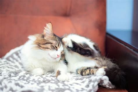 Can Cats Get Lice? (Symptoms & Treatment) - Cats.com