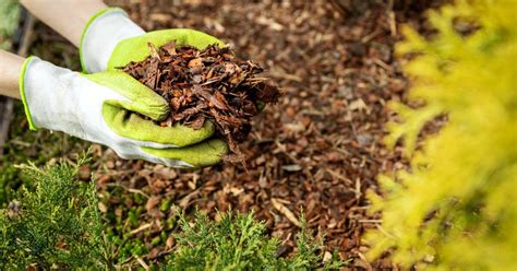 Springtime Mulching The Ultimate Guide To Timing Techniques And