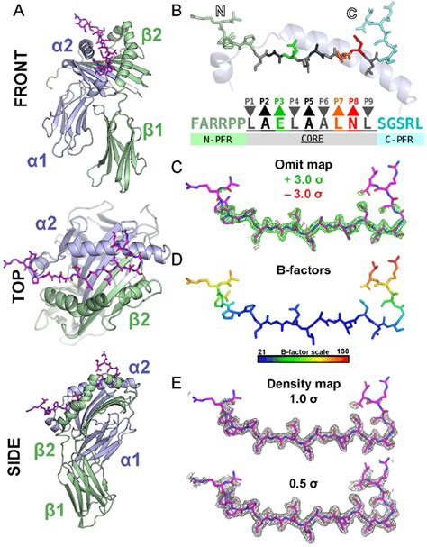 Structural Characterization Of The 5T4 111 130 Epitope Presented By