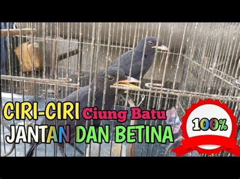 CARA MEMBEDAKAN BURUNG CIUNG BATU KELAMIN JANTAN DAN BETINA YouTube