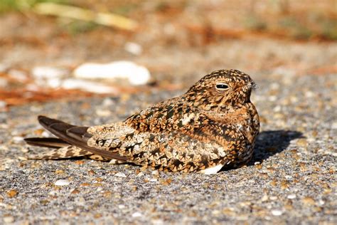 Common Nighthawk Female Fwc Photo By Andy Wraithmell Flickr