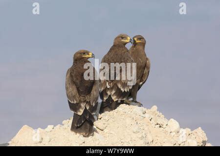 Three Resting Steppe Eagles Aquila Nipalensis On A Rock Stock Photo