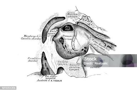 The Tympanic Membrane And The Eardrum Stock Illustration Download Image Now 19th Century