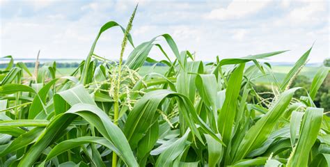 Fertilizantes Agrícolas Fosfatados AGROALSA