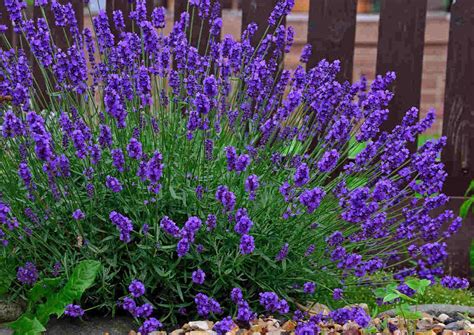 English lavender – Growing and Care