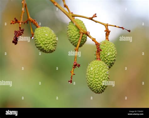 Unripe Exotic Fruit Lychee Madagascar Stock Photo Alamy