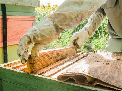 Beekeeper Removing Honeycomb From Beehive Person In Beekeeper Suit