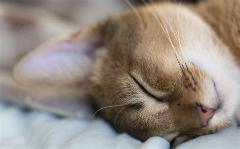 Wallpaper Cat sleeping, macro photography 3840x2160 UHD 4K Picture, Image