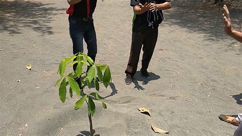 Karet Tumbuh Di Lahan Pasir Di Bibir Pantai Pandan Simo Dengan Produk