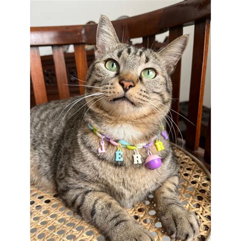 Jual Kalung Kucing Rantai Lucu Bisa Custom Nama Shopee Indonesia