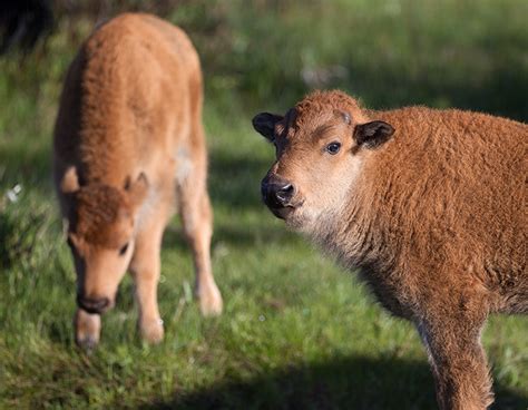 Yellowstone Spring Wildlife Photo Tour | Max Waugh