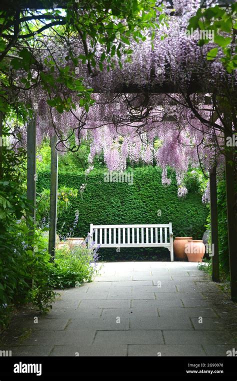 Long Hanging Purple/Mauve/Lilac Wisteria Fabaceae (Leguminosae) Flowers Growing Through a ...