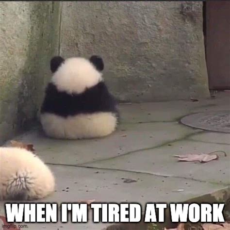 Tired at Work Meme