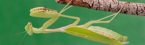 Giant Praying Mantis