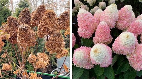 A Hydrangea Experiment Love A Lot Pink Youtube