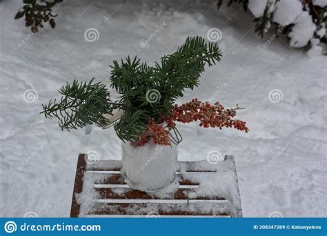 Ramas De Abeto Y Viburnum En Un Frasco Con Nieve Imagen De Archivo