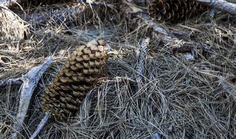 Walking Arizona: Sugar Pine Cones