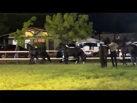 Expo Especializada Mangalarga Marchador Limoeiro Pe Parque Em Dio