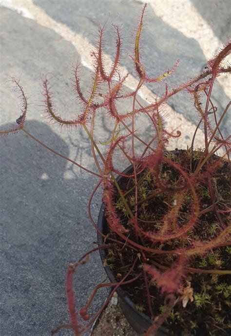 drosera binata carnivoreszone