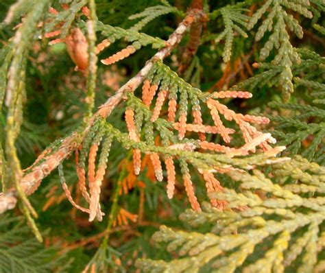 Туя Смарагд: описание, посадка и уход, использование в ландшафтном дизайне