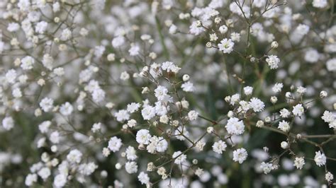 Gypsophile Plantation Entretien Soin Le Parisien