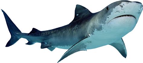 Clip Royalty Free Library Png Great White Sharks Two Shark Png