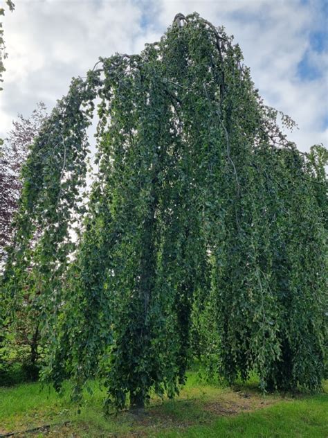 Een Groene Treurbeuk Kopen Exclusief Van Ten Hoven Bomen