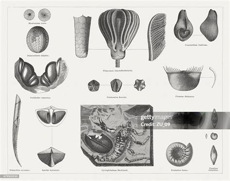 Carboniferous Fossils Wood Engravings Published In 1878 High-Res Vector ...