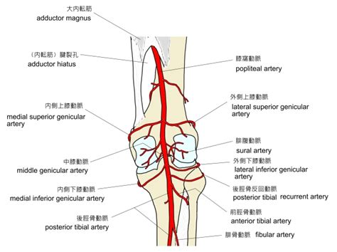 Visual Anatomy