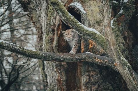 Flora Dan Fauna Pengertian Jenis Jenis Karakteristik Hingga