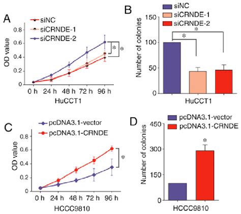 Lncrna Crnde Could Promote The Proliferation Of Ihcc Cells A Cck