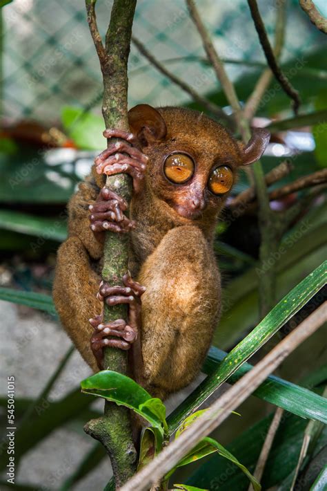 Philippine Tarsier from Bohol, Philippines Stock Photo | Adobe Stock